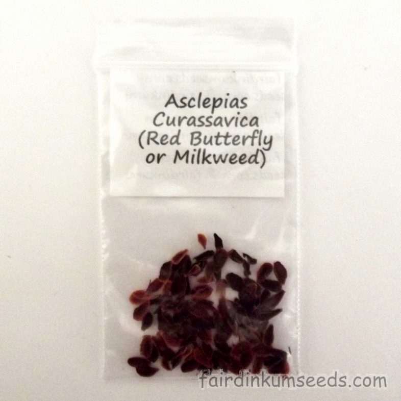 Tropical Scarlet Milkweed Asclepias Curassavica Bloodflower Seeds - Image 3