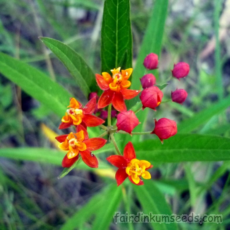 Tropical Scarlet Milkweed Asclepias Curassavica Bloodflower Seeds