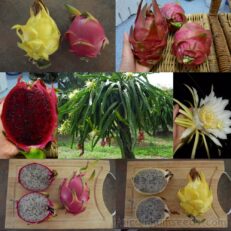 Hylocereus All 3 Species Dragonfruit Mixture | Fair Dinkum Seeds