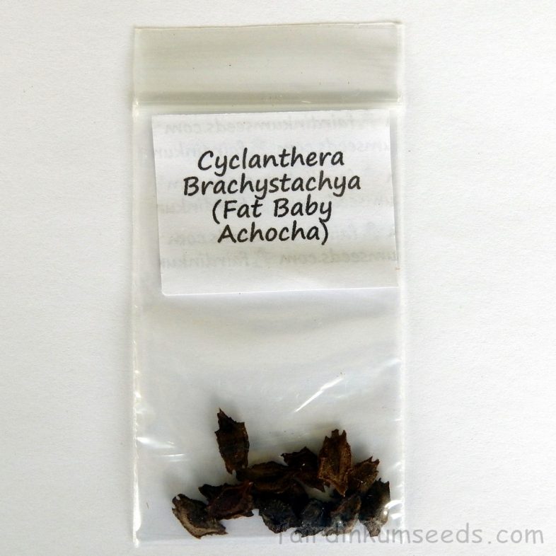 Fat Baby Achocha Cyclanthera Brachystachya Seeds - Image 3