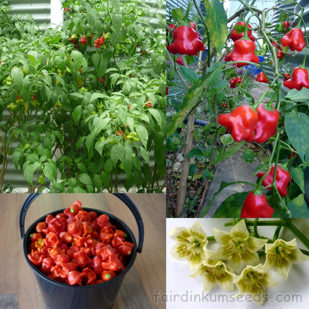 capsicum-baccatum-bell-pepper-aji-orchid-bishops-crown-chilli-seeds.