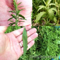 500 EPAZOTE SEEDS - Chenopodium Ambrosoides AKA Wormseed, JesuIt's Tea,And Paico