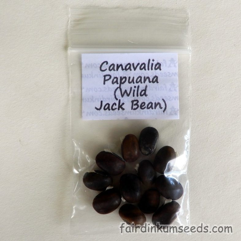 Wild Jack Bean Canavalia Papuana Seeds Fair Dinkum Seeds