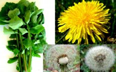 Dandelion Taraxacum Officinale Seeds