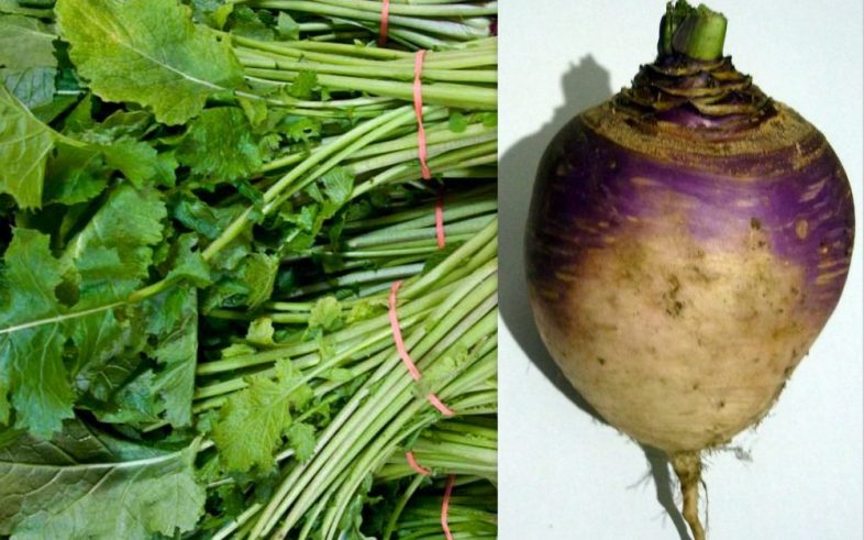 Turnip Purple Top Brassica Rapa Seeds