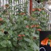 Leonotis Nepetifolia Seeds Klip Dagga Spiky Orange Seeds