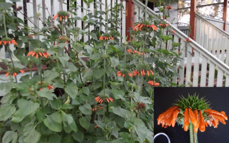 Leonotis Nepetifolia Seeds Klip Dagga Spiky Orange Seeds