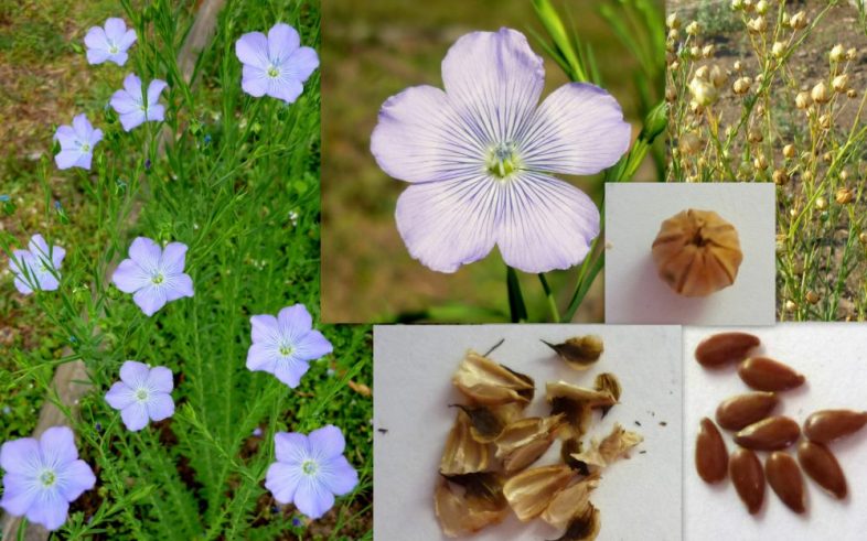 Linseed Linen Linum Usitatissimum Seeds