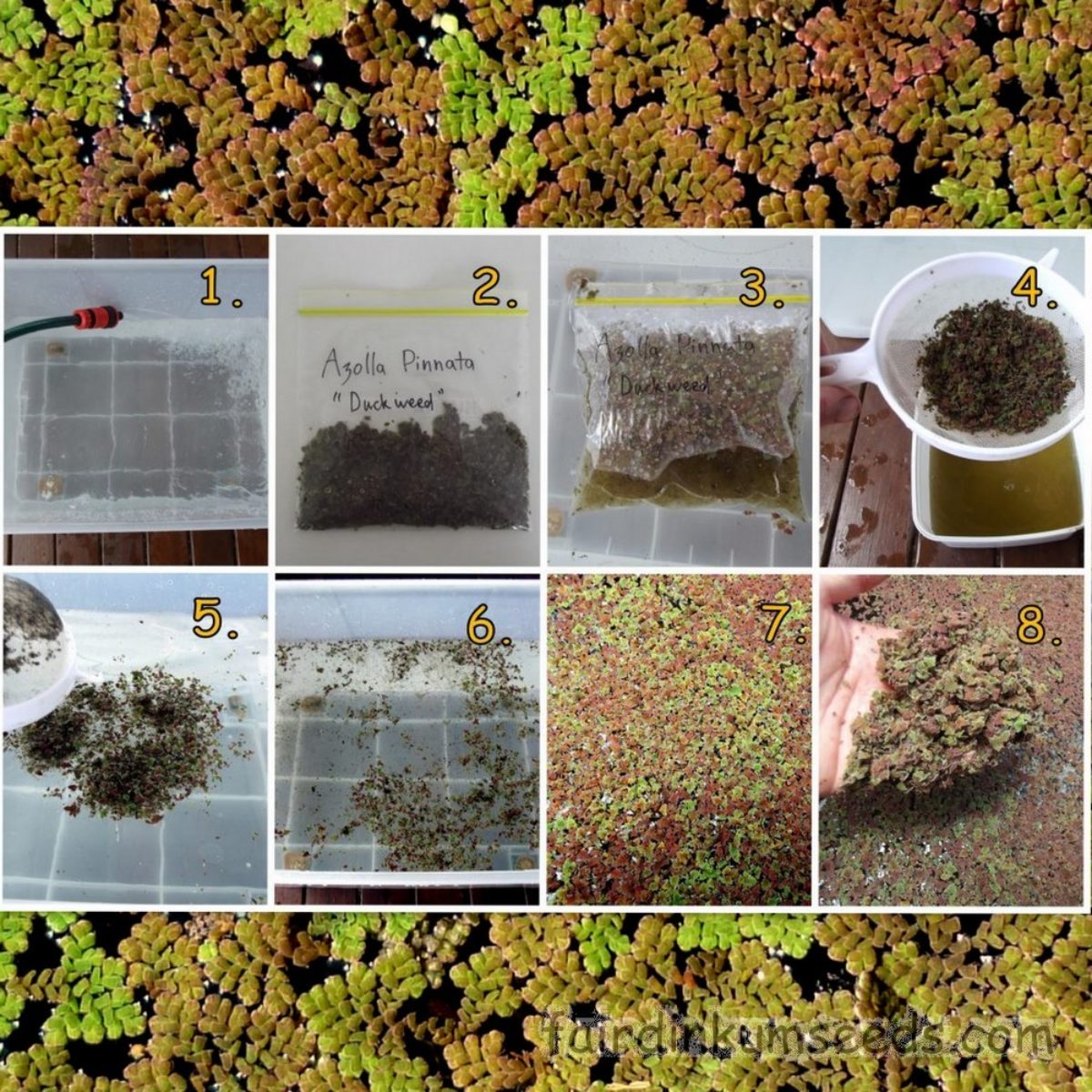 Water Fern Azolla Pinnata Duckweed Culture Fair Dinkum Seeds