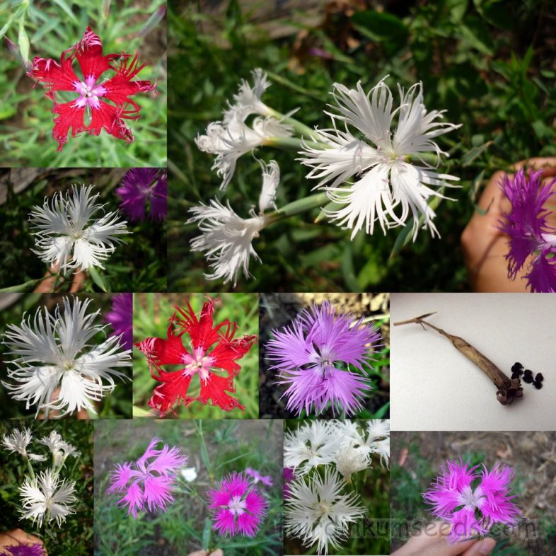 Fringed Pink Dianthus Superbus Qu Mai Seeds