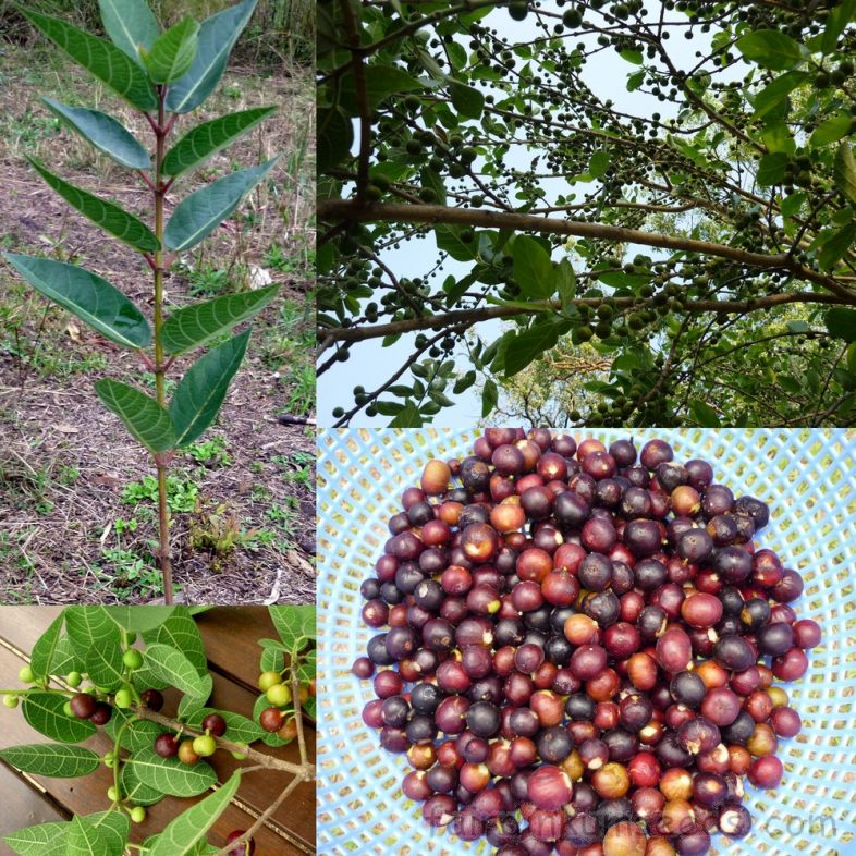 Native Sweet Sandpaper Fig Ficus Opposita Seeds | Fair Dinkum Seeds