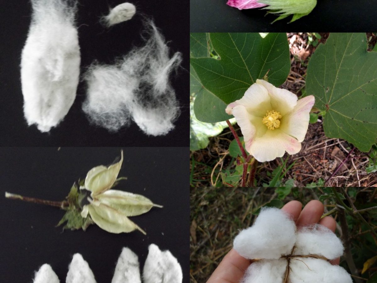 Coton Cotton Gossypium Herbaceum 12 Graines Seeds 