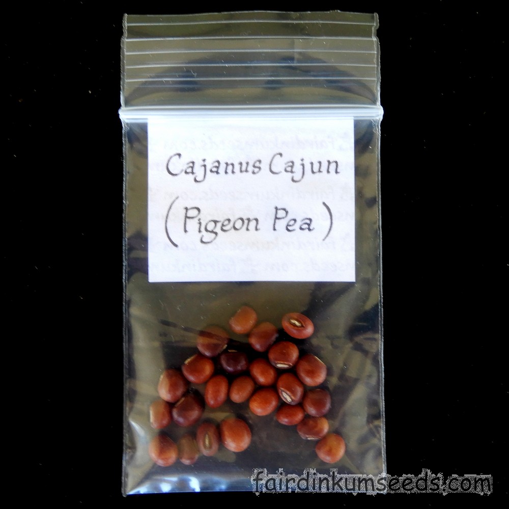 cajanus cajun 30 seeds for indian cooking pigeon peas