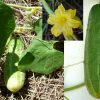 Siberian Cucumber Cucumis Sativus Seeds