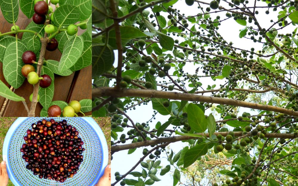 Native Sweet Sandpaper Fig Ficus Opposita Seeds Fair Dinkum Seeds