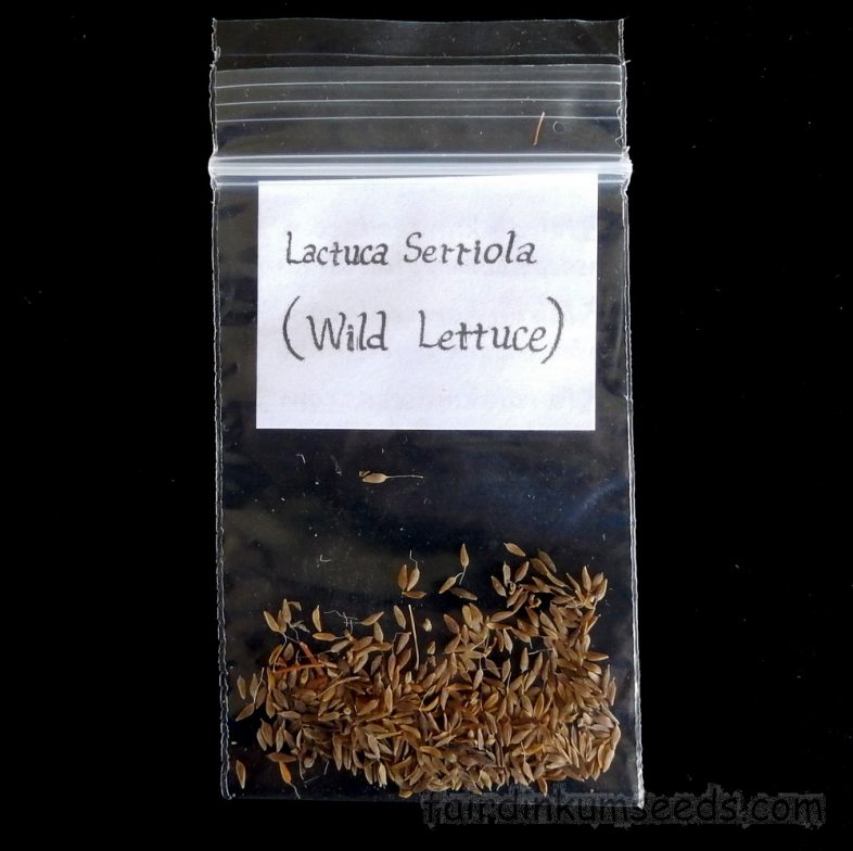 Opium Lettuce Serrated Lactuca Serriola Seeds - Image 4