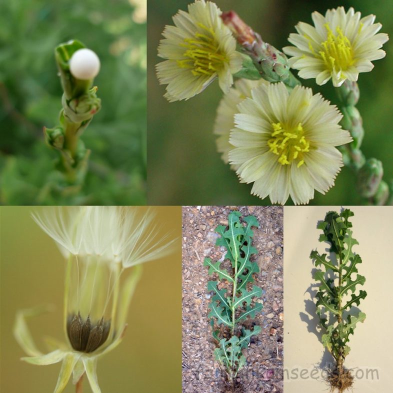 Opium Lettuce Serrated Lactuca Serriola Seeds