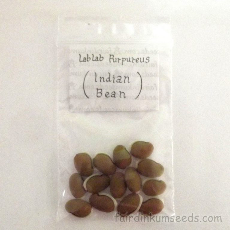 Indian Lab Bean LabLab Purpureus Seeds Fair Dinkum Seeds