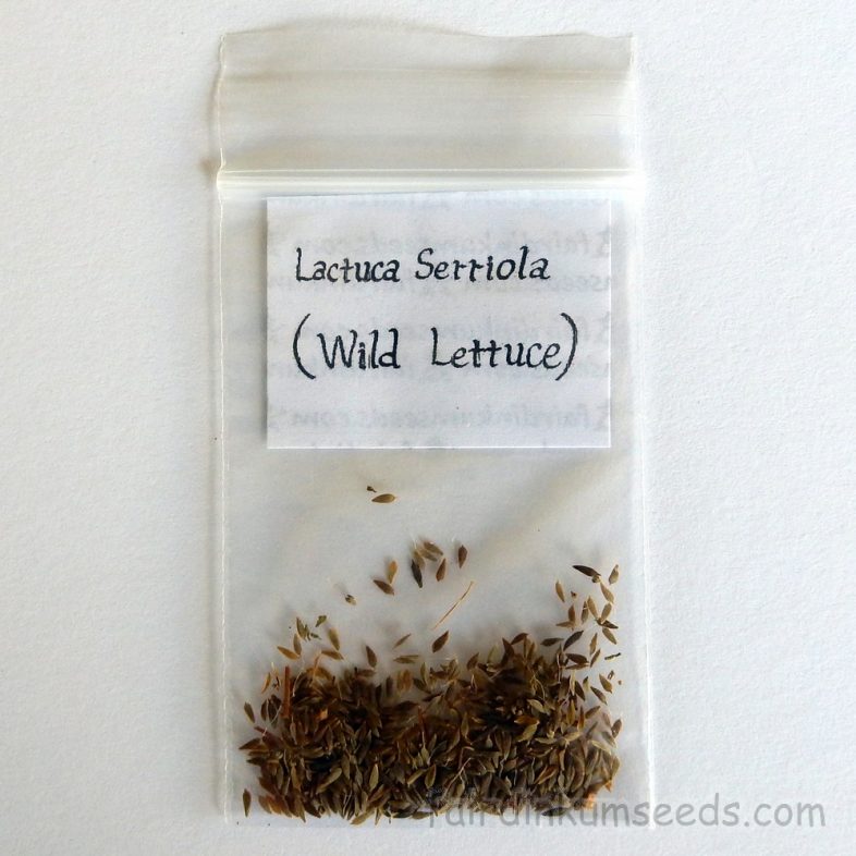 Opium Lettuce Serrated Lactuca Serriola Seeds - Image 3