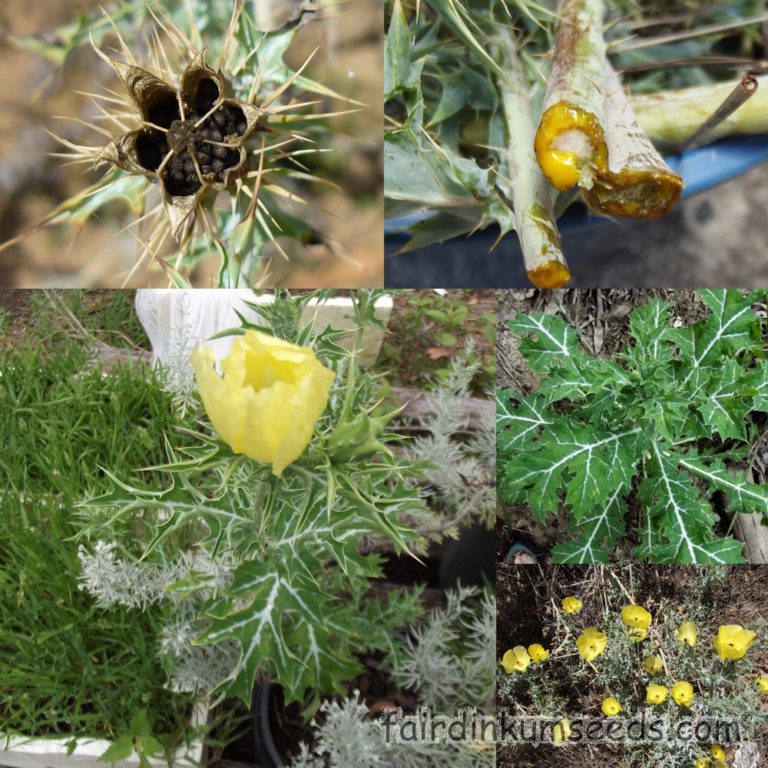 Argemone Mexicana Prickly Poppy Seeds Fair Dinkum Seeds
