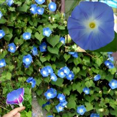 Morning Glory Heavenly Blue Ipomoea Tricolor Seeds