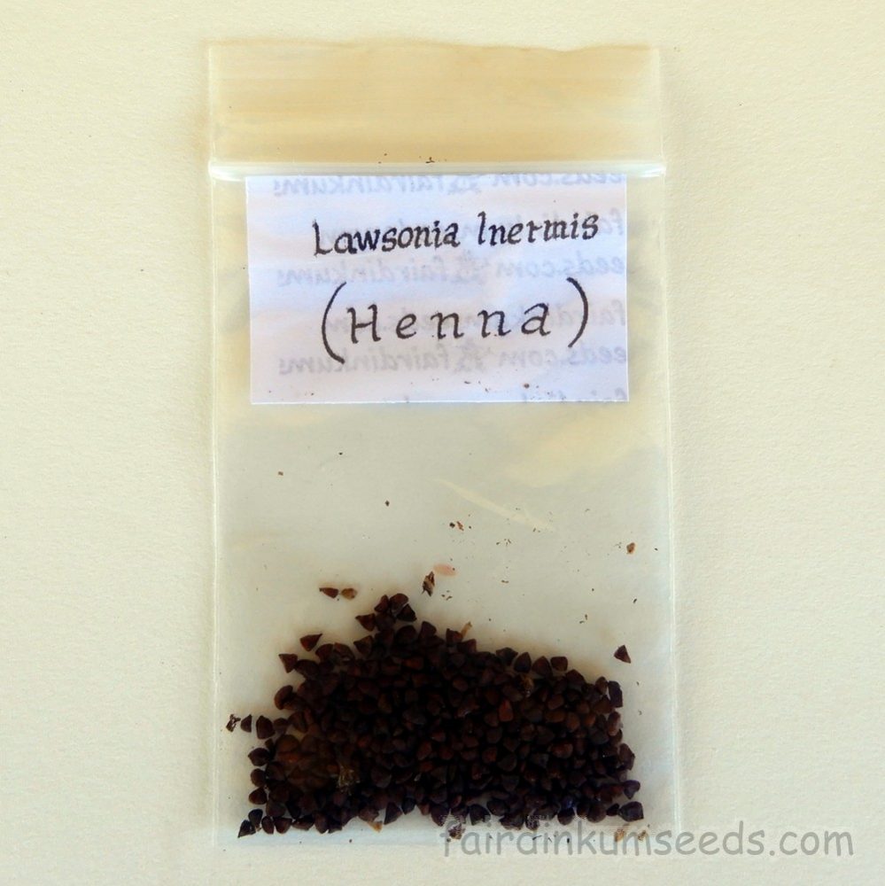 100 Graines de Henné 'Lawsonia Inermis' Henna Mehandi seeds 
