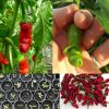 Peter Penis Pepper Chilli Capsicum Annuum Seeds