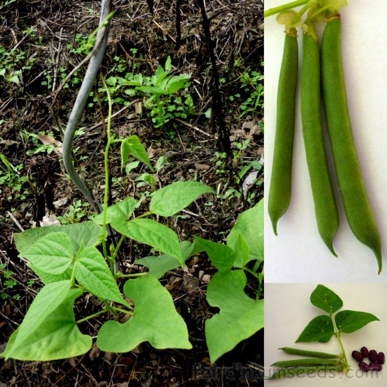 Red Kidney Bean Phaseolus Vulgaris Seeds  Fair Dinkum Seeds