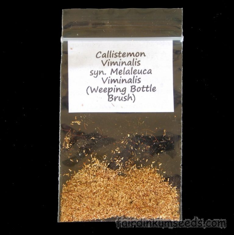 Weeping Bottle Brush Callistemon Viminalis Melaleuca Seeds Fair