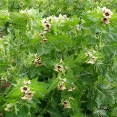 Black Henbane Weed Hyoscyamus Niger Seeds