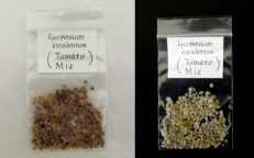 Tomato Mega Mix Lycopersicon Esculentum