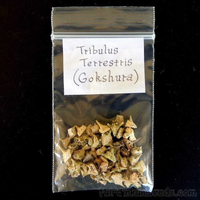Tribulus Terrestris Puncture Vine Libido Herb Seeds Fair Dinkum Seeds