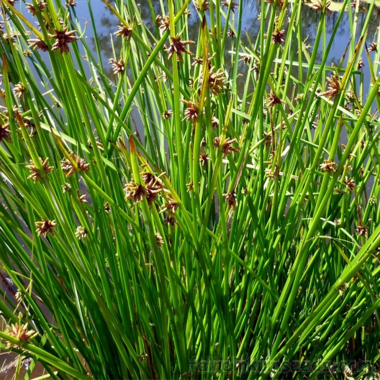 Schoenoplectus Mucronatus Club Rushes Seeds | Fair Dinkum Seeds