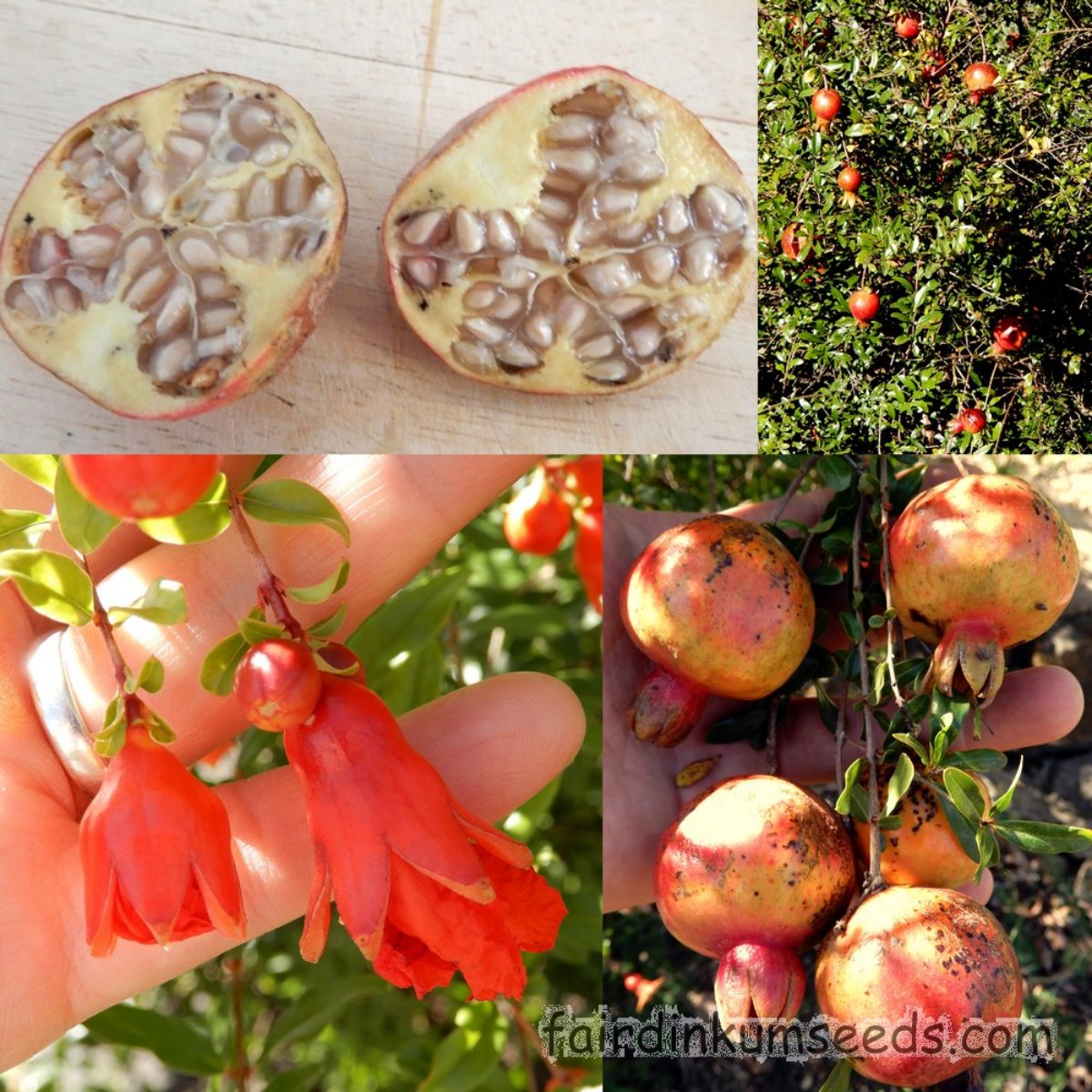 Greek Cretan  Pomegranate Punica granatum *NO GMO* 10 seeds