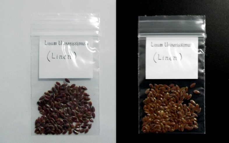 Linseed Linen Linum Usitatissimum Seeds