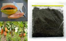 Paw Paw Papaw Leaf Carica Papaya Dried Herb