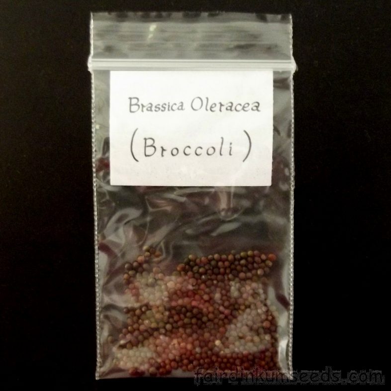 Broccoli Waltham Brassica Oleracea Seeds - Image 3