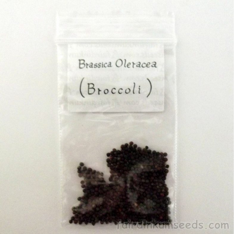 Broccoli Waltham Brassica Oleracea Seeds - Image 4