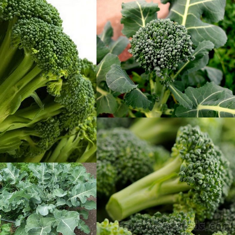 Broccoli Waltham Brassica Oleracea Seeds