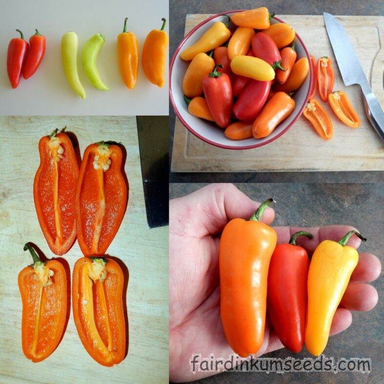 Peter Penis Pepper Chilli Capsicum Annuum Seeds | Fair Dinkum Seeds