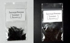 Summer Savory Satureja Hortensis Seeds