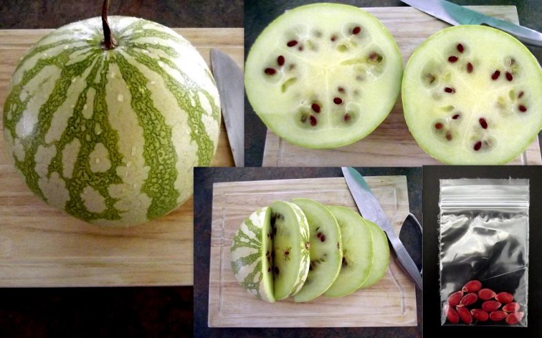 Jam Melon Citrullus Lanantus Watermelon Seeds