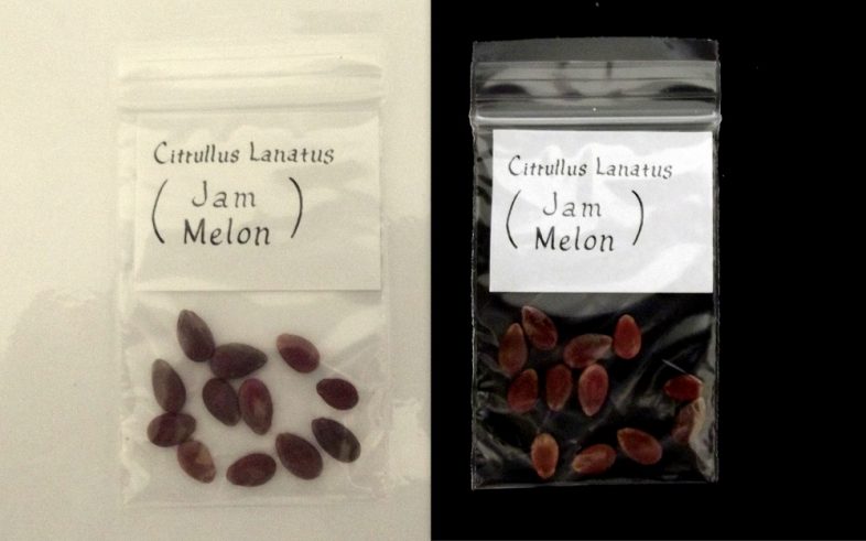 Jam Melon Citrullus Lanantus Watermelon Seeds