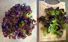 Red Lettuce Lactuca Sativa Seeds