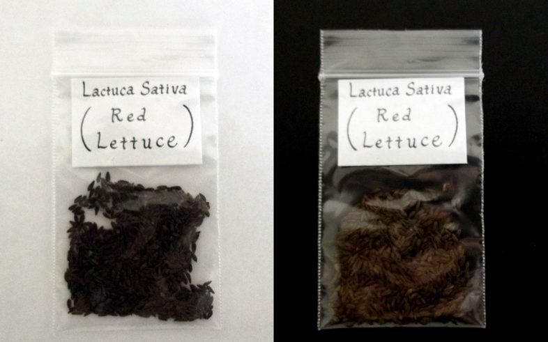 Red Lettuce Lactuca Sativa Seeds