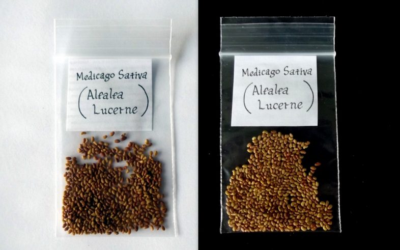 Lucerne Alfalfa Medicago Sativa Seeds