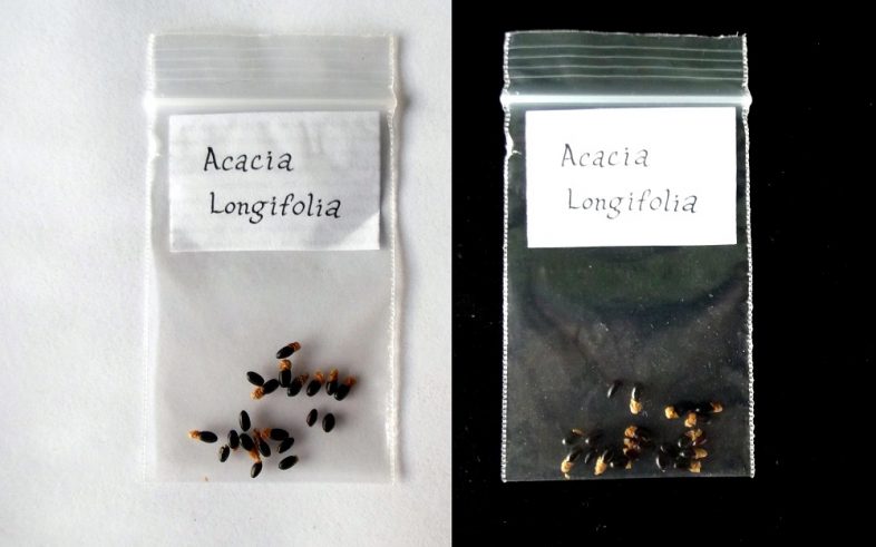 Sydney Golden Wattle Acacia Longifolia Seeds