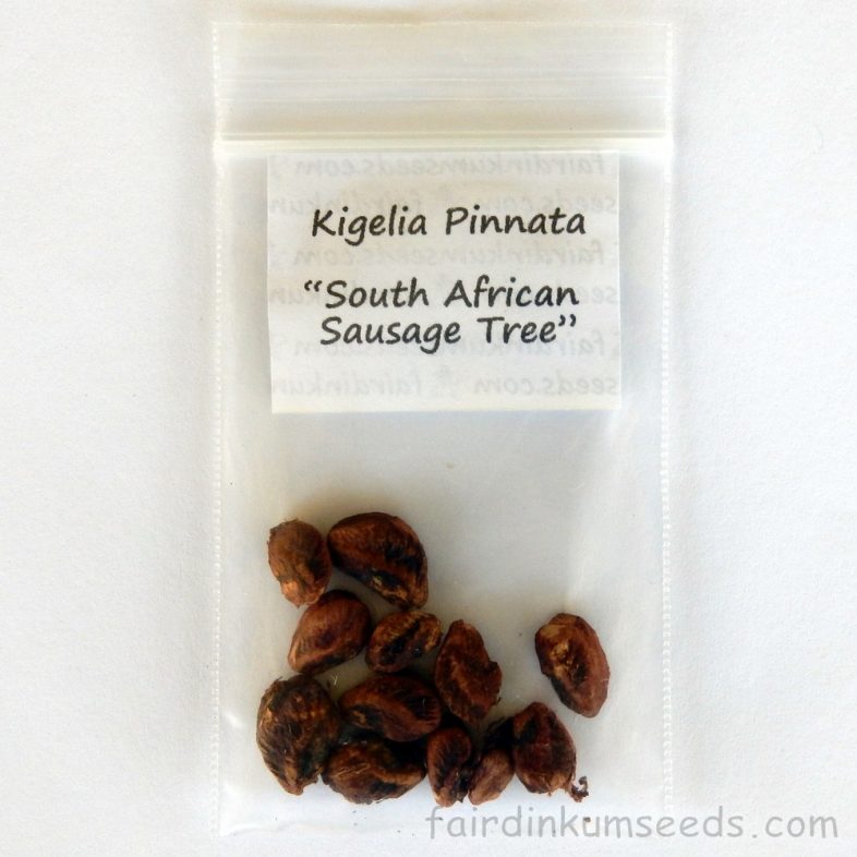 Sausage Tree Kigelia Africana Pinnata Seeds | Fair Dinkum Seeds