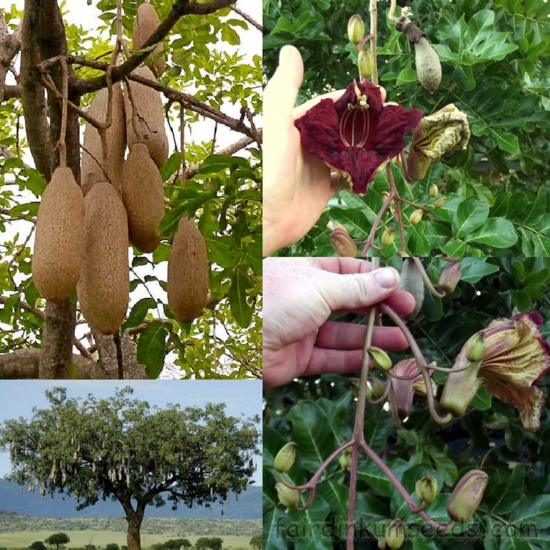 Sausage Tree Kigelia Africana Pinnata Seeds