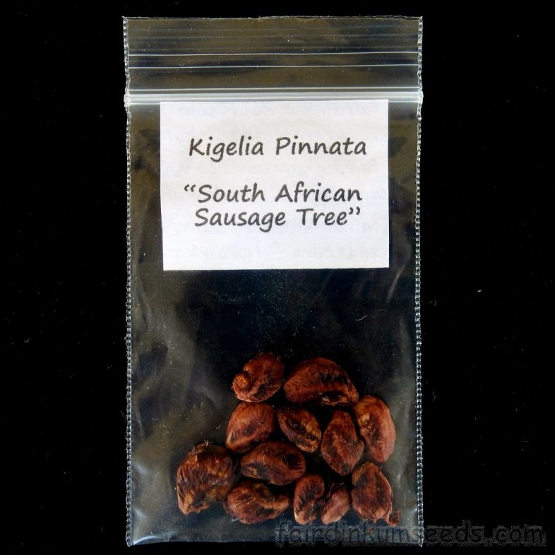 Sausage Tree Kigelia Africana Pinnata Seeds - Image 4